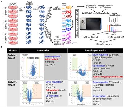 Excessive Inorganic Phosphate Burden Perturbed Intracellular Signaling: Quantitative Proteomics and Phosphoproteomics Analyses